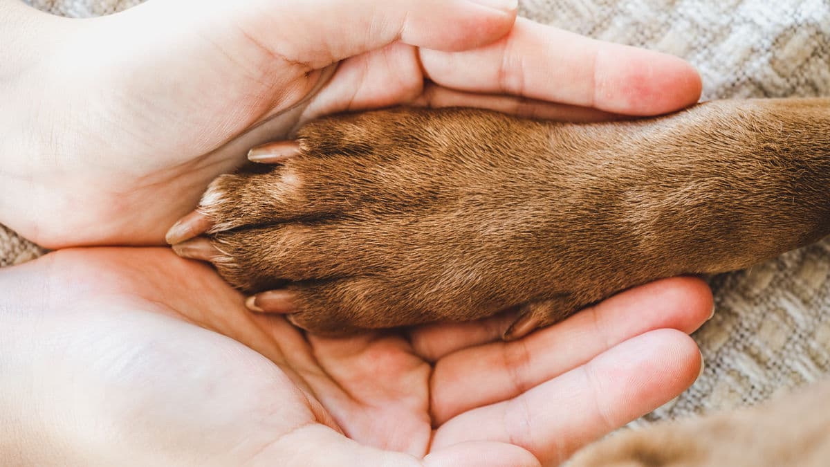 Zo Maak Je Een Huisdierenbeleid Voor Je Vakantiehuis