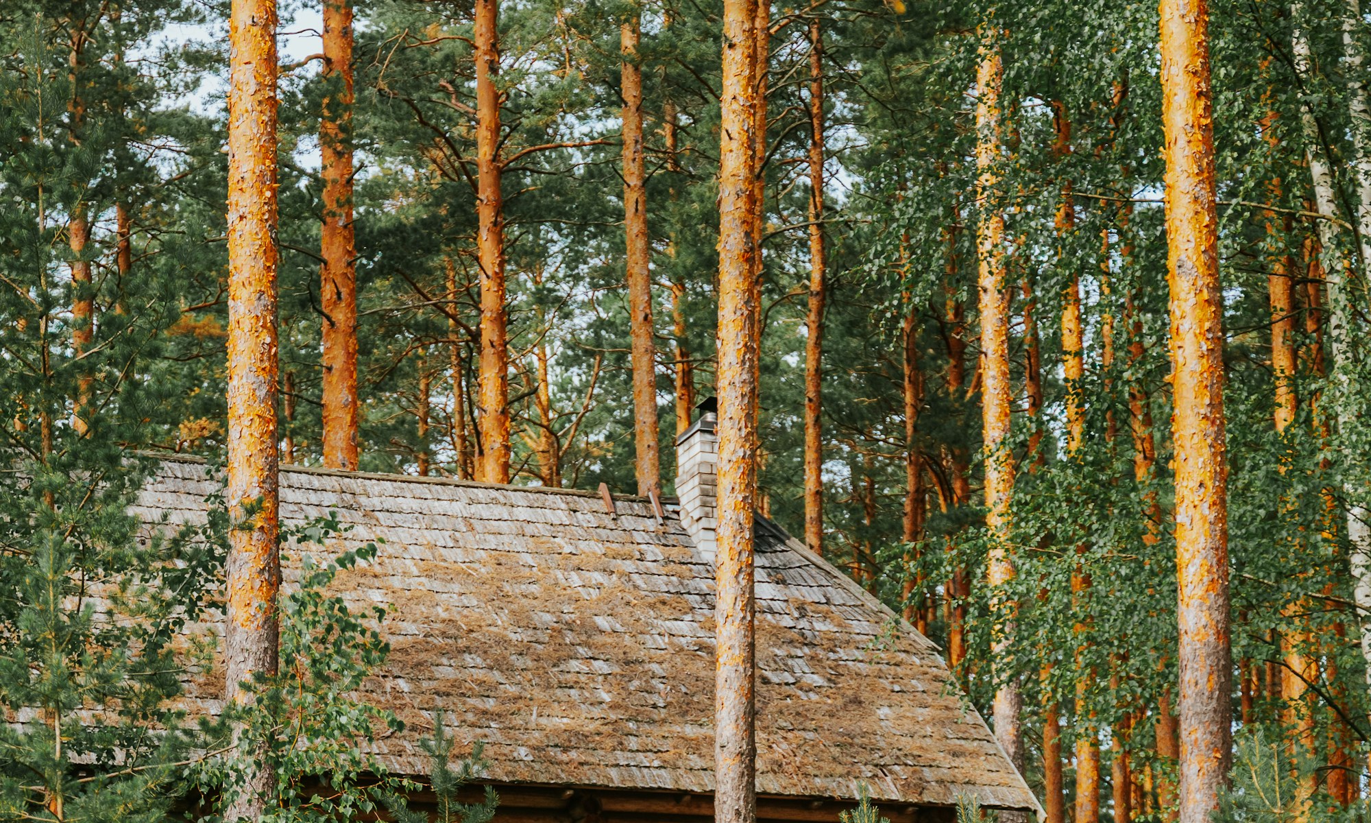 Houten vakantieverblijf in een Brabants dennenbos